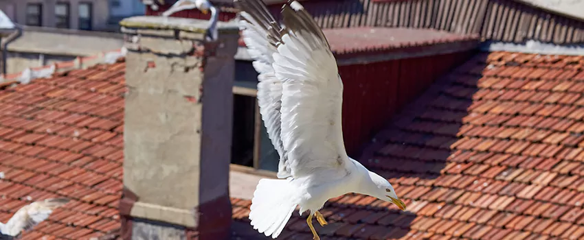 Residential Chimney Animal Removal Solution in Wausau, WI