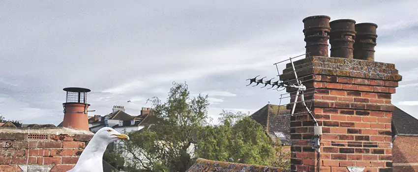 Chimney Cleaning And Restoration in Wausau, Wisconsin